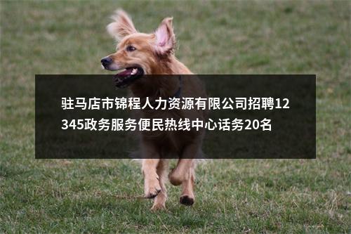 驻马店市锦程人力资源有限公司招聘12345政务服务便民热线中心话务20名公告 图片